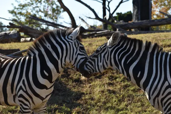 סלוטסונטורה קזינו תמיכה